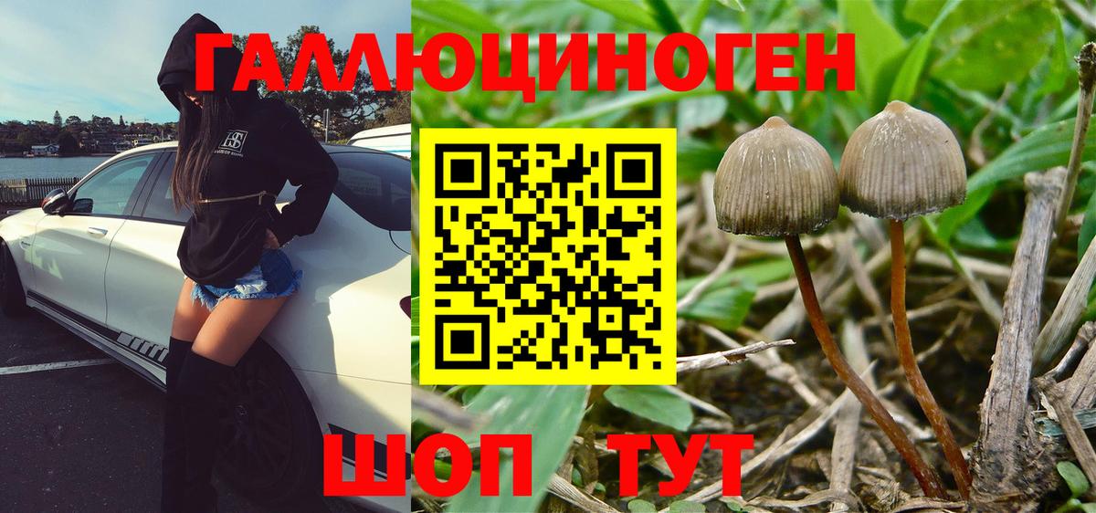 Галлюциногенные грибы Psilocybine cubensis Мончегорск
